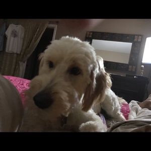 Meet your Posher, Morley